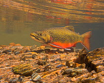 Brook trout (Salvelinus fontinalis) in breeding colouration, migrating upstream to spawn, Colorado, USA, September.