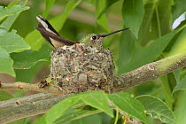 Broad-tailed hummingbird (Selasphorus platycercus) female on nest, Aurora, Colorado.
