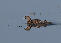 Pied-billed grebe (Podilymbus podiceps) with three chicks on back swimming on pond, Colorado, USA, July.
