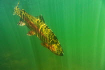 Rainbow trout (Oncorhynchus mykiss) in green turbid waters,Gunnison River, Colorado, USA, April.