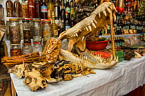 Animal body parts including crocodilian skull, for sale at market, Belen markets of Iquitos, Peru. July 2014.