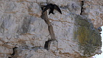 Slow motion clip of a pair of Common swifts (Apus apus) approaching and entering a nest hole in  limestone cliff, Norfolk, England, UK, May.