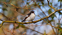 Male Pied flycatcher (Ficedula hypoleuca) perched on a branch, disgorges pellet before flying out of frame, Carmarthenshire, Wales, UK, May.