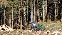 Clear felling harvester working in a conifer plantation, Carmarthenshire, Wales, UK, June.