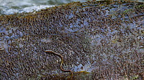European eel (Anguilla anguilla) elver trying to migrate up a rock face, before slipping back, Ceredigion, Wales, UK, July.