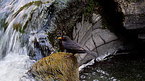Male Blackbird (Turdus merula) catching European eel (Anguilla anguilla) elvers as they migrate up a waterfall, Ceredigion, Wales, UK, July.