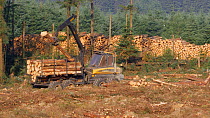 Log loader loading logs on a clearfell logging site, Carmarthenshire, Wales, UK, July.