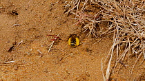 Female Pantaloon bee (Dasypoda hirpites) returning to burrow, Bedfordshire, England, UK, July.