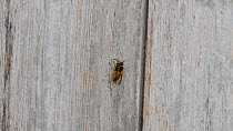 Common wasp (Vespula vulgaris) collecting wood pulp from a wooden shed, Worcestershire, England, UK, July.