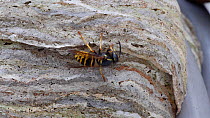 Common wasp (Vespula vulgaris) adding material to nest, Carmarthenshire, Wales, UK, July.