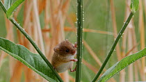 Harvest mouse (Micromys minutus) climbing up and chewing on a thistle (Cirsium) stem, UK, July. Captive.
