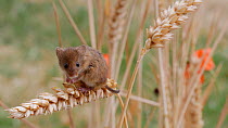 Harvest mouse (Micromys minutus) grooming, sitting on a wheat seedhead, UK, July. Captive.