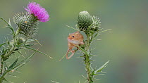 Harvest mouse (Micromys minutus) climbing a Thistle (Cirsium), UK, July. Captive.