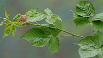Harvest mouse (Micromys minutus) climbing along a bramble stem, UK, July. Captive.