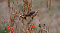 Harvest mouse (Micromys minutus) climbing on corn stalks, UK, July. Captive.