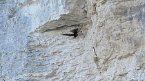 Slow motion clip of a Common swift (Apus apus) flying from nest crevice in a rock face Norfolk, England, UK, July.
