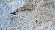 Slow motion clip of a Common swift (Apus apus) flying and landing on a rockface before entering nest crevice, Norfolk, England, UK, July.