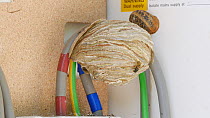 Common wasp (Vespula vulgaris) nest in an electricity meter box, Carmarthenshire, Wales, UK, July.