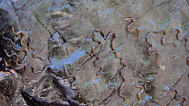 European eel (Anguilla anguilla) elvers migrating up a rock face next to a stream, Ceredigion, Wales, UK, July.