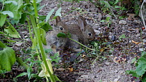 Juvenile European rabbits (Oryctolagus cunniculis) feeding, Carmarthenshire, Wales, UK, July.