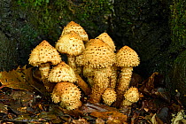 Shaggy Scalycap (Pholiota squarrosa) Group growing from base of Beech tree, Buckinghamshire, England, UK, October - Focus Stacked
