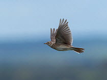 Skylark (Alauda arvensis) hovering above chalk grassland, Hertfordshire, England, UK, April
