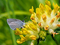 Small blue butterfly (Cupido minimus) female laying eggs among flowers of Kidney Vetch (Anthyllis vulneraria), Hertfordshire, England, UK, May