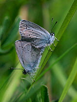 Small blue butterfly (Cupido minimus) mating pair, Hertfordshire, England, UK, May