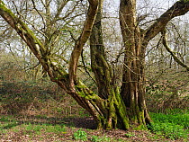 Small leaved lime / Pry Tree (Tilia cordata) veteran tree that was once a coppice stool but has remained un-cut for around 100 years plus. Ancient woodland indicator species, Suffolk, England, UK, Apr...