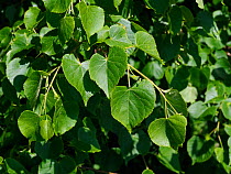 Small leaved lime / Pry Tree (Tilia cordata) Close up of leaves, ancient woodland indicator species, Suffolk, England, UK, May