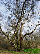 Small leaved lime / Pry Tree (Tilia cordata) Veteran tree that was once a coppice stool but has remained un-cut for around 100 years plus, ancient woodland indicator species, Suffolk, England, UK, Apr...
