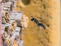 Small scissor bee (Chelostoma campanularum) In flight approaching garden bee hotel carrying mud to seal nest tube, Hertfordshire, England, UK, June