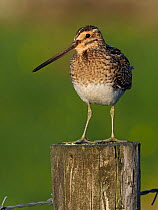 Snipe (Gallinago gallinago) male on fence post in evening sunlight. Upper Teesdale, Durham, England, UK, June
