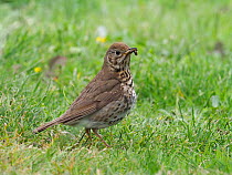 Song thrush (Turdus philomelos) adult carrying food, Upper Teesdale, Co Durham, England, UK, June
