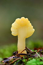 Spatula Fungi (Spathularia flavida) A small fungi that fruits under Larch trees, Buckinghamshire, England, UK, October