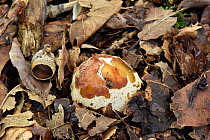 Stinkhorn fungus (Phallus impudicus) Egg sometimes known as a witches egg growing among leaf litter, Buckinghamshire, England, UK, September