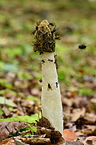 Stinkhorn fungus (Phallus impudicus) with flies and Wood ants on cap, Buckinghamshire, England, UK, September - Focus Stacked