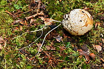 Stinkhorn fungus (Phallus impudicus) excavated egg, sometimes known as a witches egg, Buckinghamshire, England, UK, September