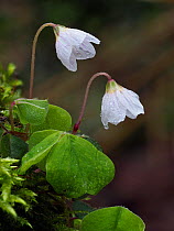 Wood sorrel (Oxalis acetosella) two flowers after a rain shower, Suffolk, England, UK, April