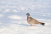 Wood pigeon (Columba palumbus) on ground after heavy snow, Hertfordshire, England, UK, December