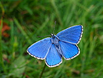 Adonis Blue (Polyommatus bellargus) Male basking with wings open, East Sussex, England, UK, May