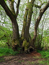Ash Tree (Fraxinus excelsior) ancient coppice stool many hundreds of years old standing on boundary wood bank, Essex, England, UK, April