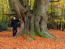Photographer Andy Sands with Beech Tree (Fagus sylvatica) ancient coppard - old coppice stool that was then pollarded and has since not been cut for several generations self portrait to show scale, Es...