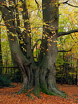 Beech Tree (Fagus sylvatica) ancient coppard - old coppice stool that was then pollarded and has since not been cut for several generations, Essex, England, UK, November