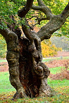 Field maple (Acer campestre) ancient pollarded tree showing hollow trunck (bolling) London, England, Uk, November