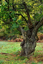Field maple (Acer campestre) ancient pollarded tree, London, England, Uk, November