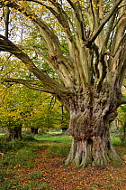 Hornbeam tree (Carpinus betulus) ancient pollard, Hatfield Forest, Essex, England, UK, October