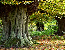 Hornbeam trees (Carpinus betulus) ancient pollards, Hatfield Forest, Essex, England, UK, October