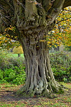 Hornbeam tree (Carpinus betulus) ancient pollard showing knarled trunk, Hatfield Forest, Essex, England, UK, October