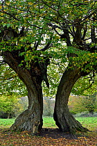 Hornbeam tree (Carpinus betulus) ancient pollard with split trunk, Hatfield Forest, Essex, England, UK, October
